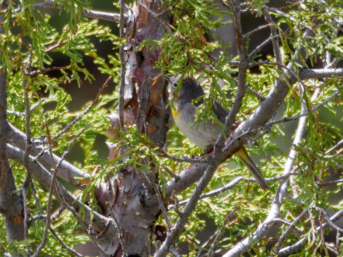 Virginia's Warbler - ML583838391