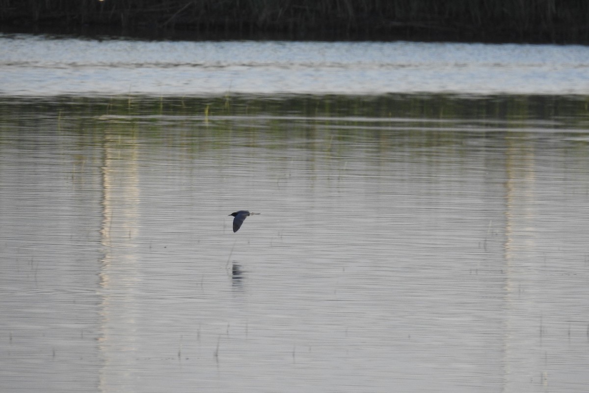 Black Tern - ML583839021