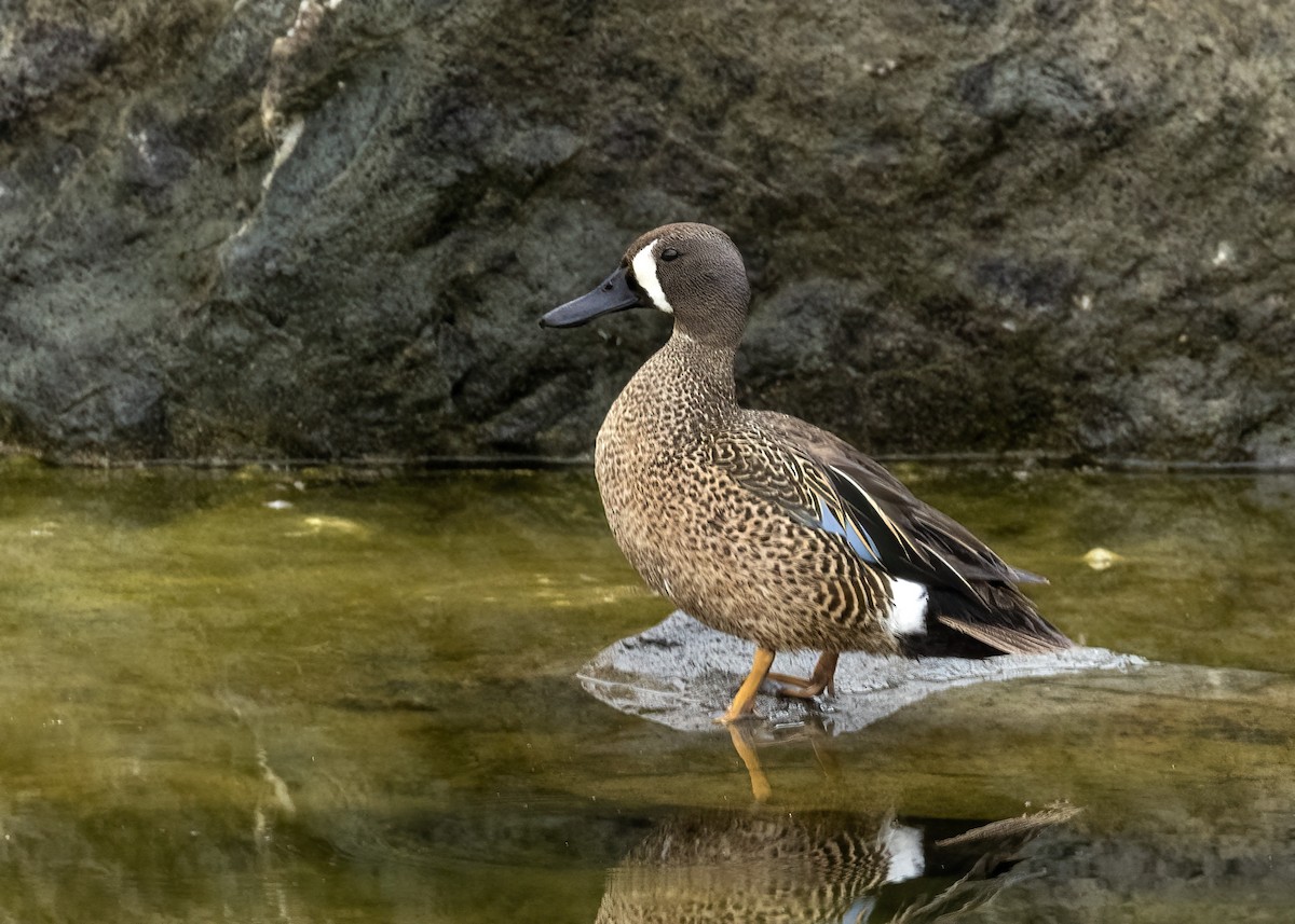 Blue-winged Teal - ML583839171