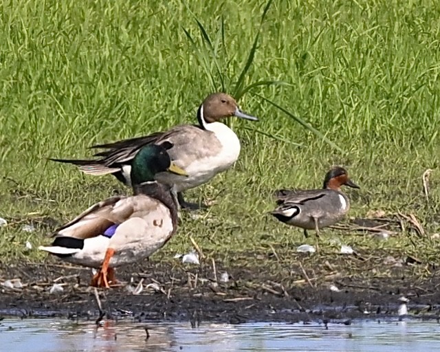 Green-winged Teal - ML583839231