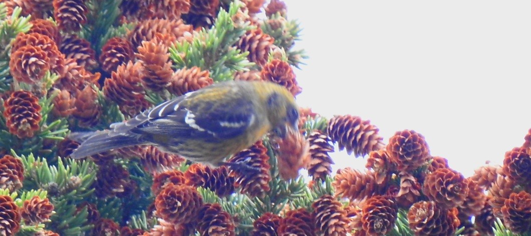 White-winged Crossbill - ML583839361