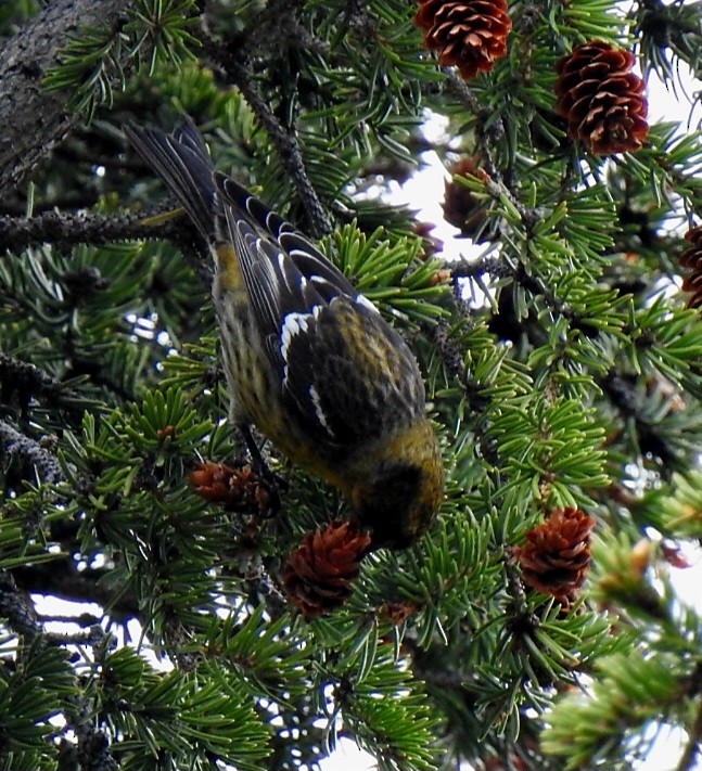 White-winged Crossbill - ML583839501