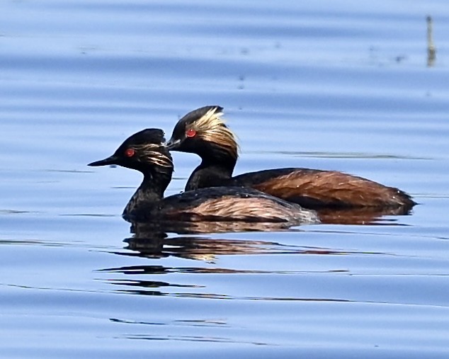 Eared Grebe - ML583839511