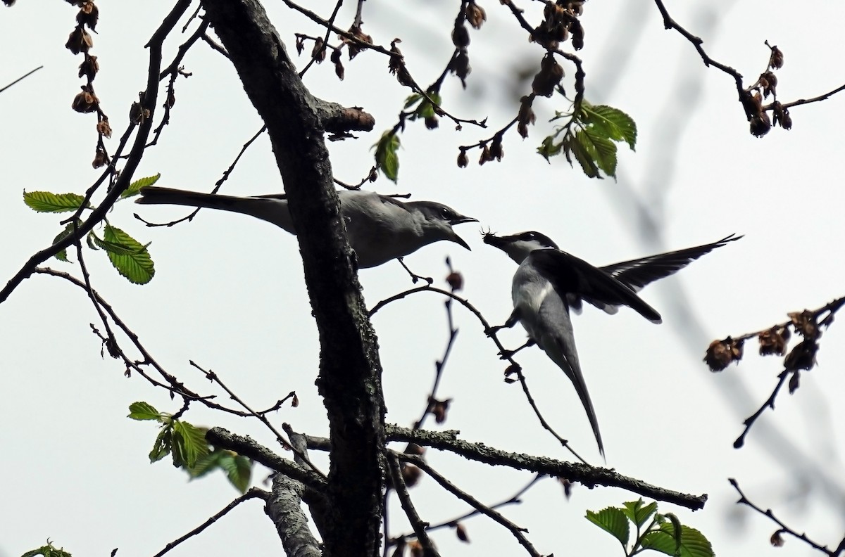 Minivet Ceniciento - ML583839521