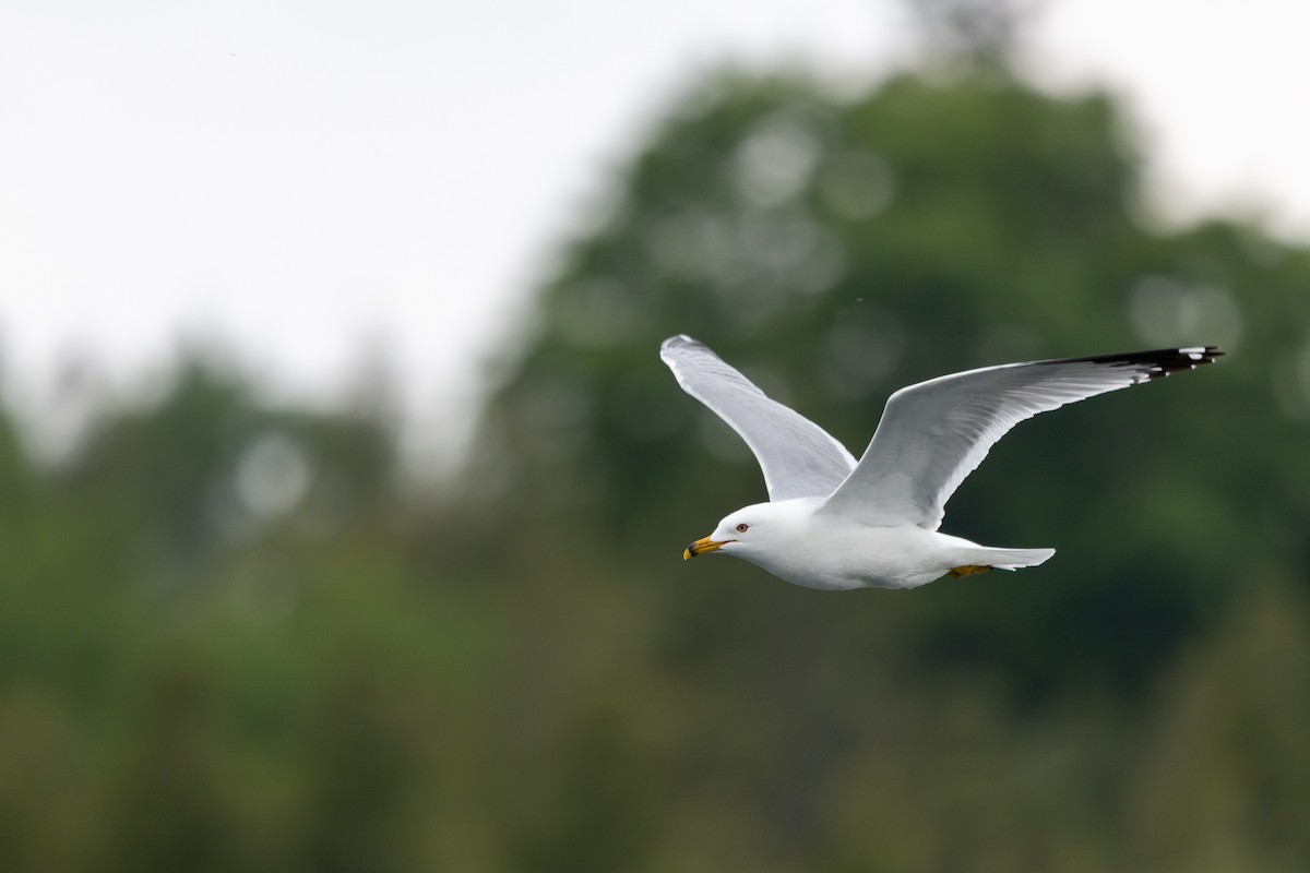 Ring-billed Gull - ML583839921