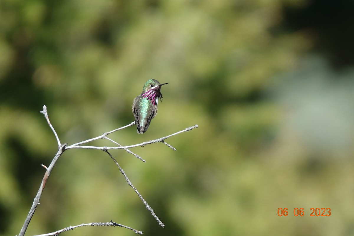 Calliope Hummingbird - Jerry Hemmersmeyer