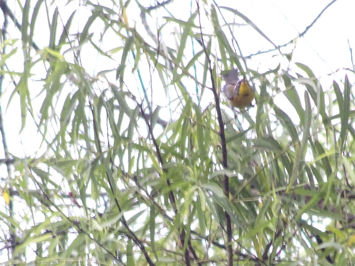 Crescent-chested Warbler - ML583840341