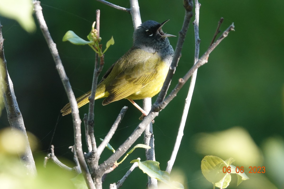 MacGillivray's Warbler - ML583840571