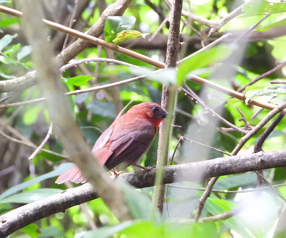 Red-throated Ant-Tanager - ML583840971