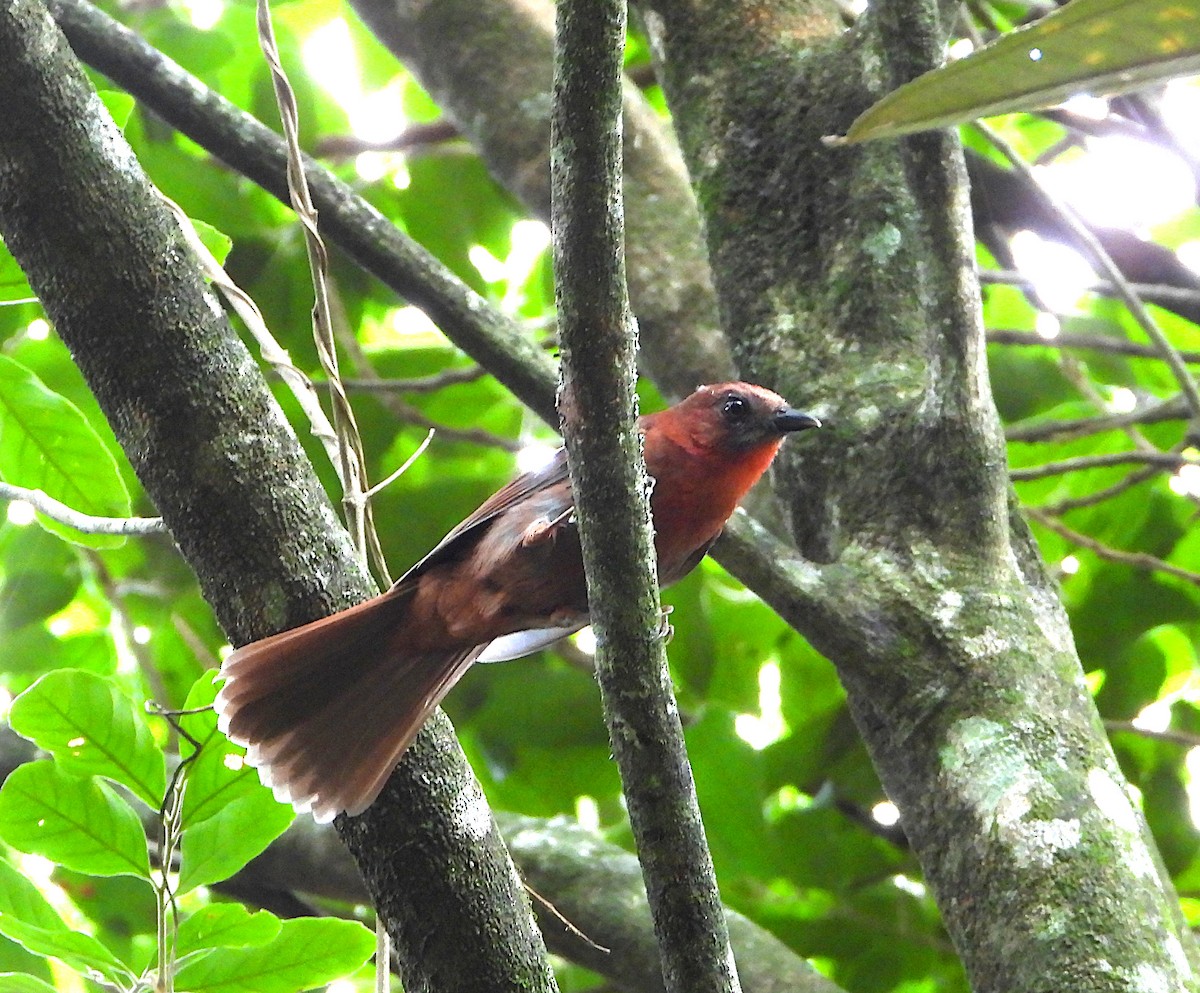 Red-throated Ant-Tanager - ML583840981