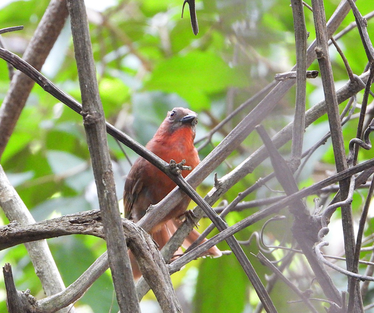 Red-throated Ant-Tanager - ML583840991