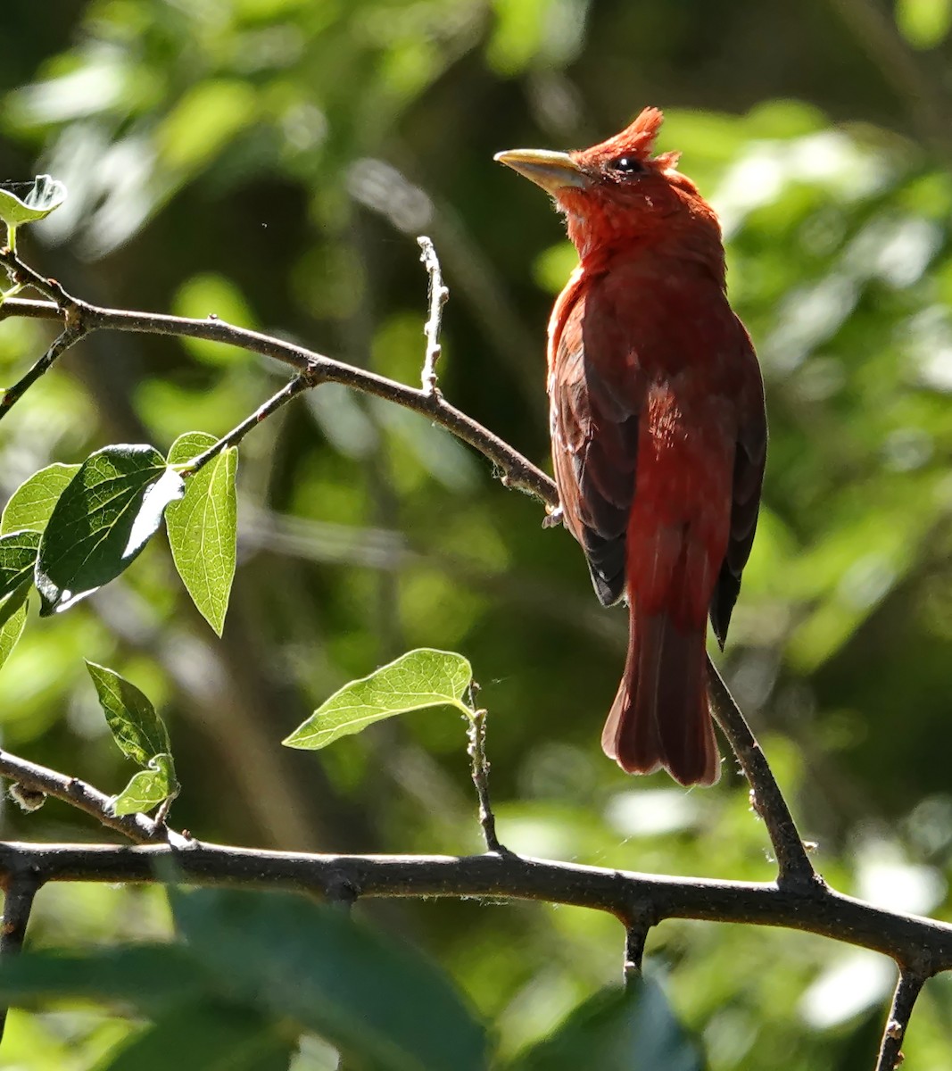 Summer Tanager - ML583841061