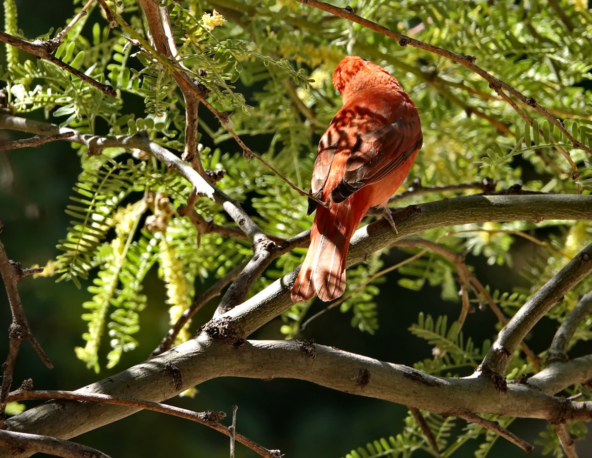 Summer Tanager - ML583841071