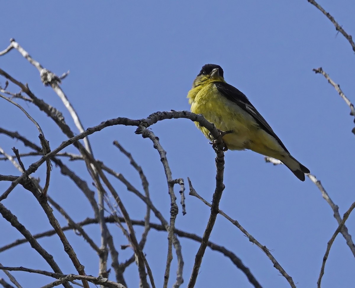 Lesser Goldfinch - ML583841151