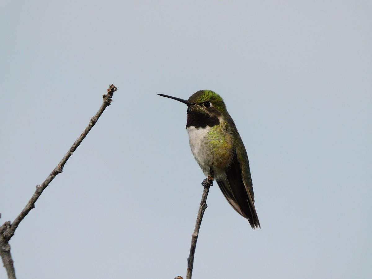 Broad-tailed Hummingbird - Lisa Winslow