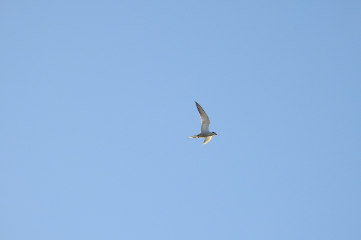 Common Tern - ML583842681