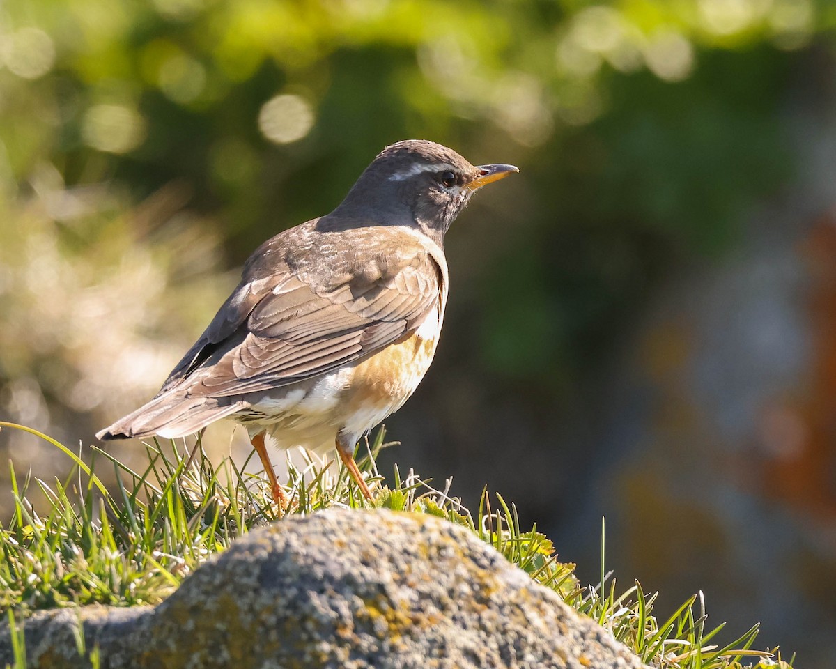 Eyebrowed Thrush - Charles Lyon