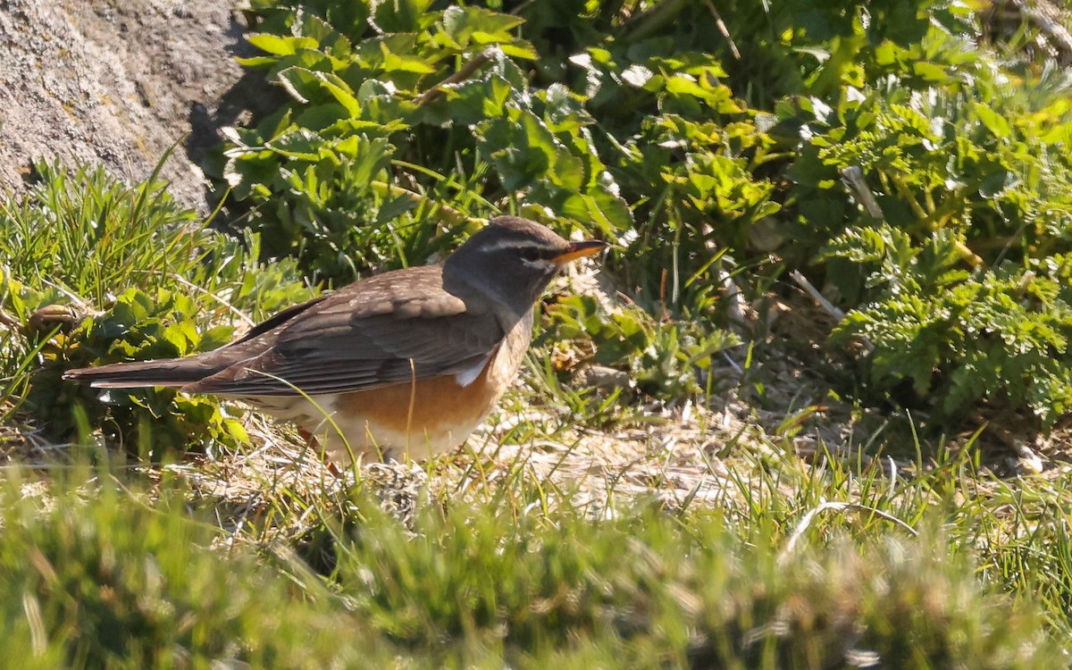 Eyebrowed Thrush - Charles Lyon