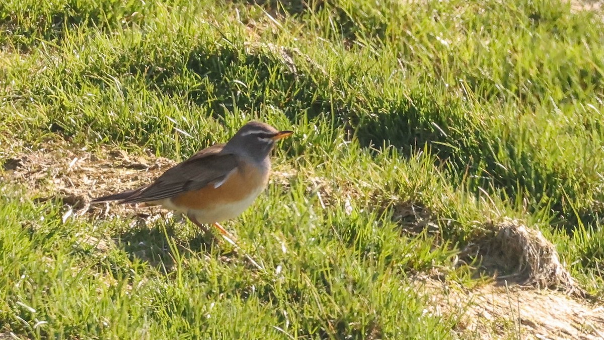 Eyebrowed Thrush - Charles Lyon