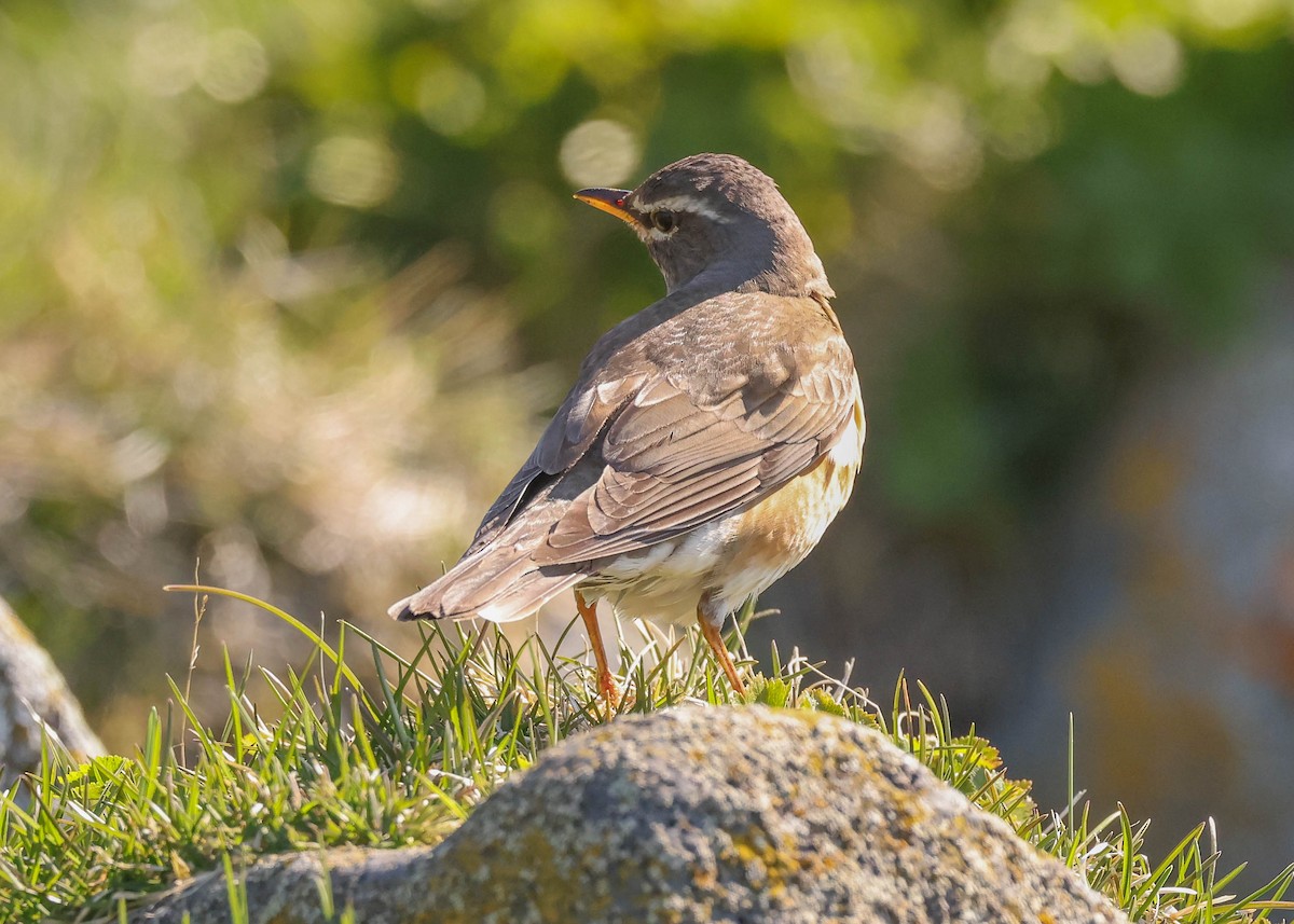 Eyebrowed Thrush - Charles Lyon