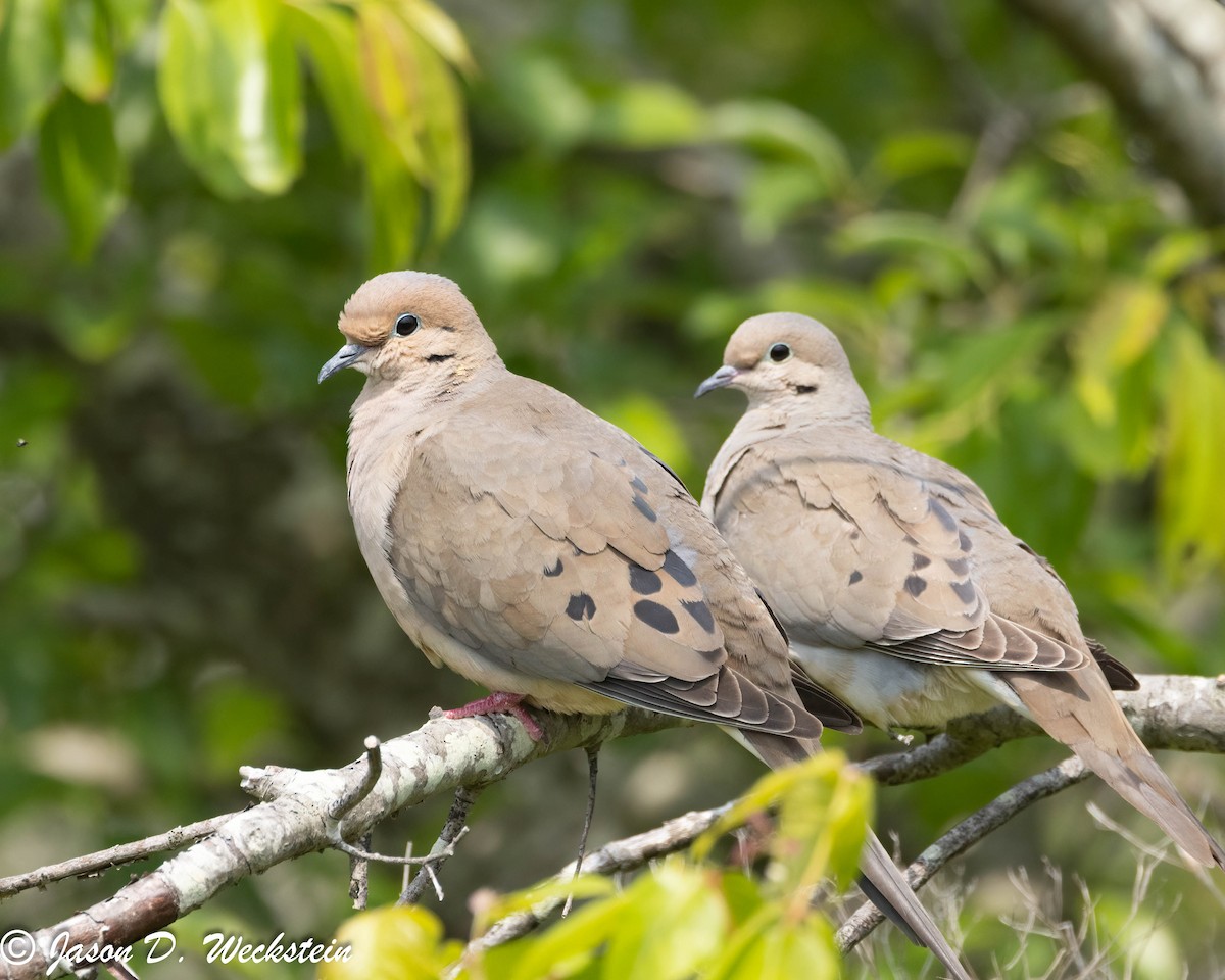 Mourning Dove - Jason Weckstein