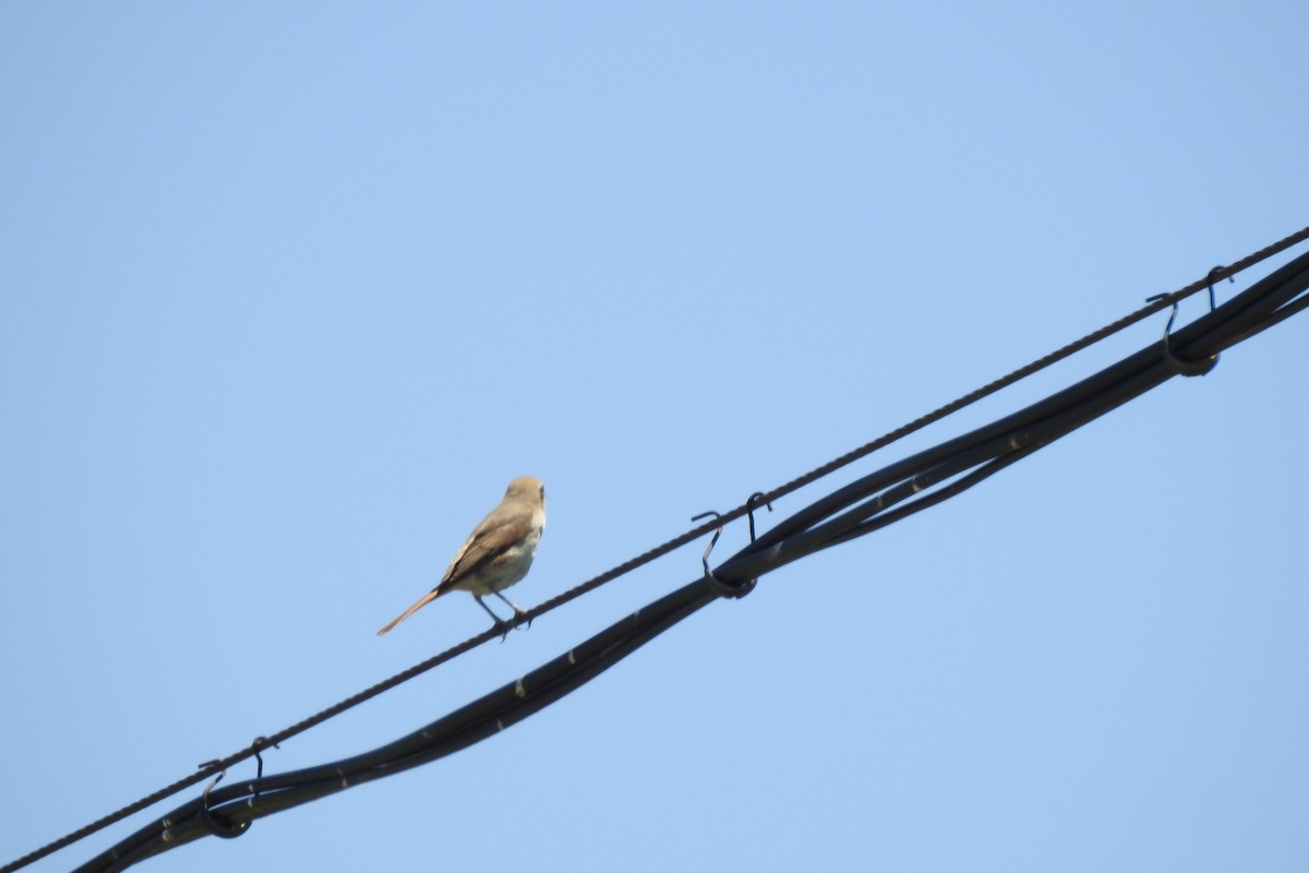 Isabelline Shrike (Chinese) - ML583843771