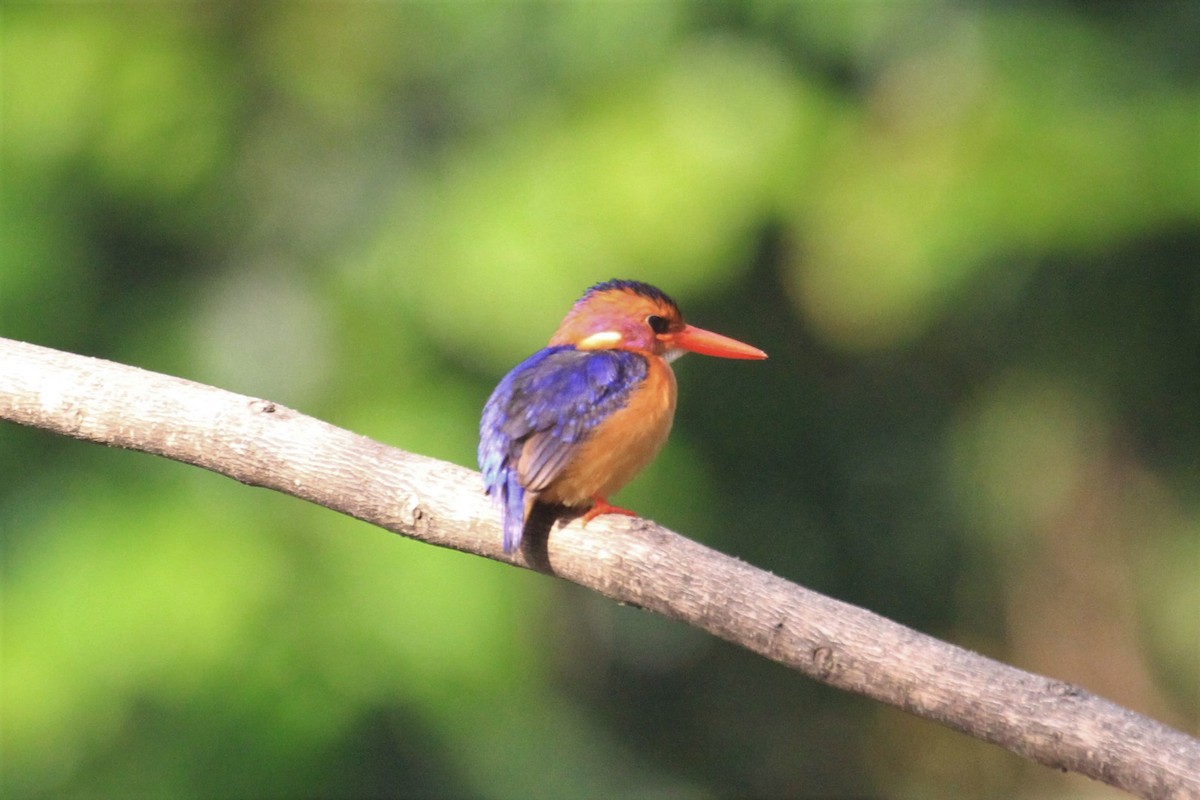 African Pygmy Kingfisher - ML58384381