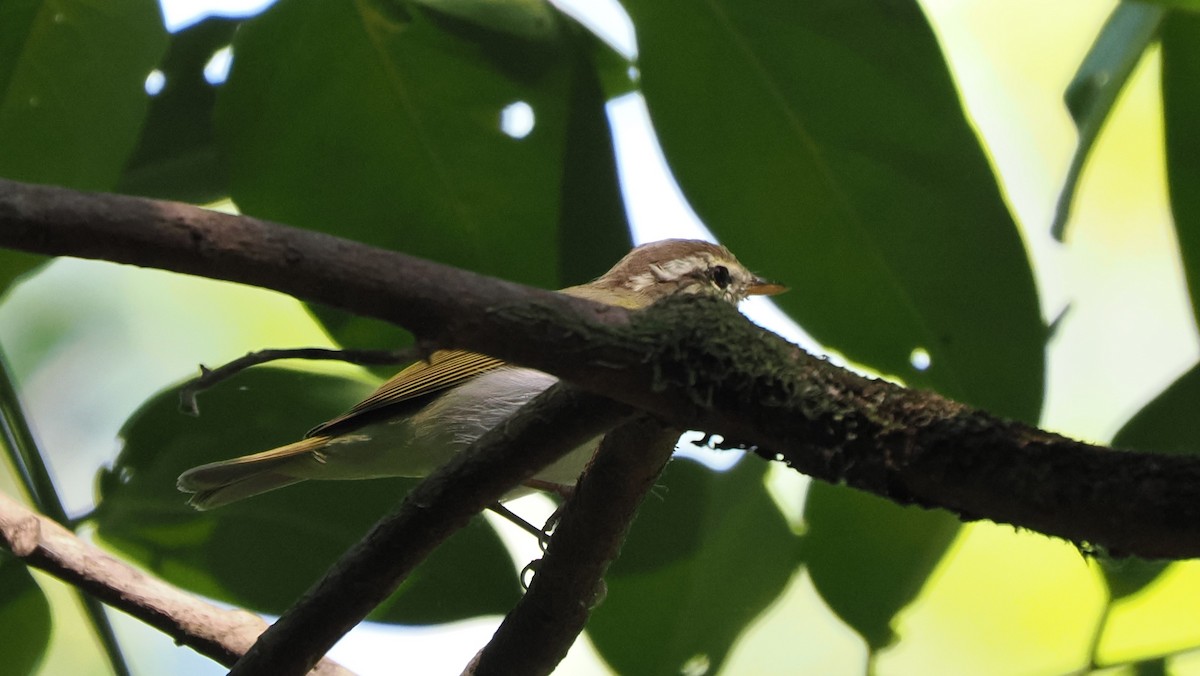Pale-legged Leaf Warbler - Mike Grant
