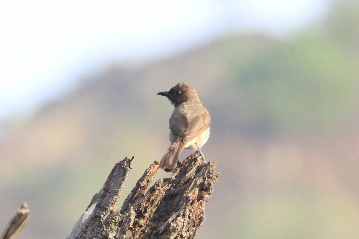 Common Bulbul - ML58384471