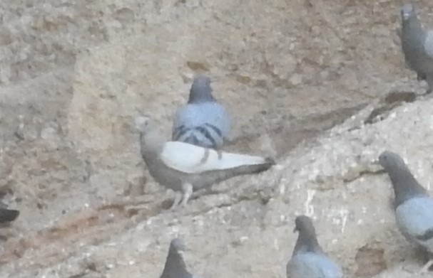 Pigeon des rochers - ML583844741