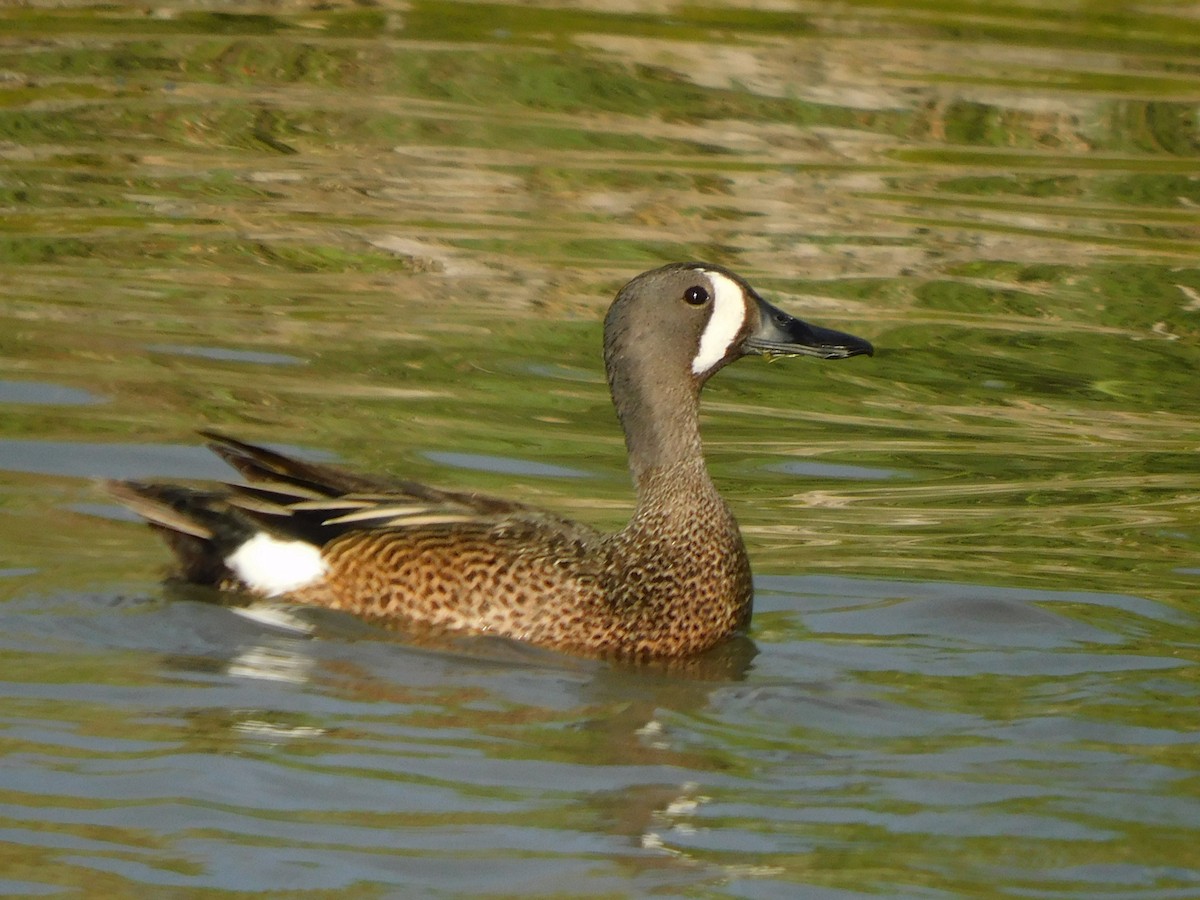 Blue-winged Teal - ML583845311