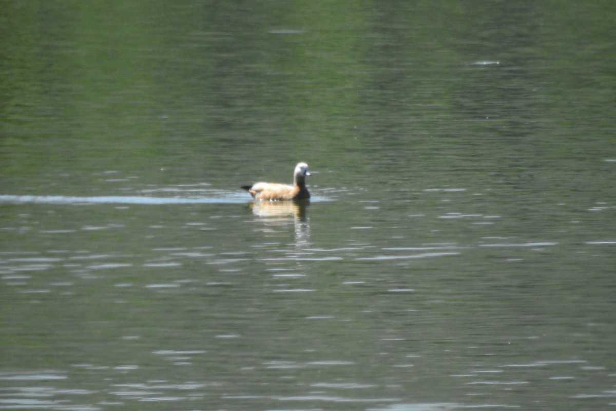 Ruddy Shelduck - ML583845791