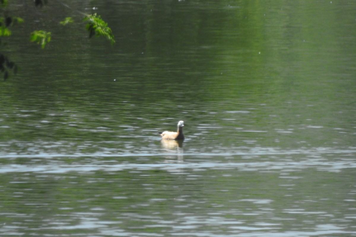 Ruddy Shelduck - ML583845801