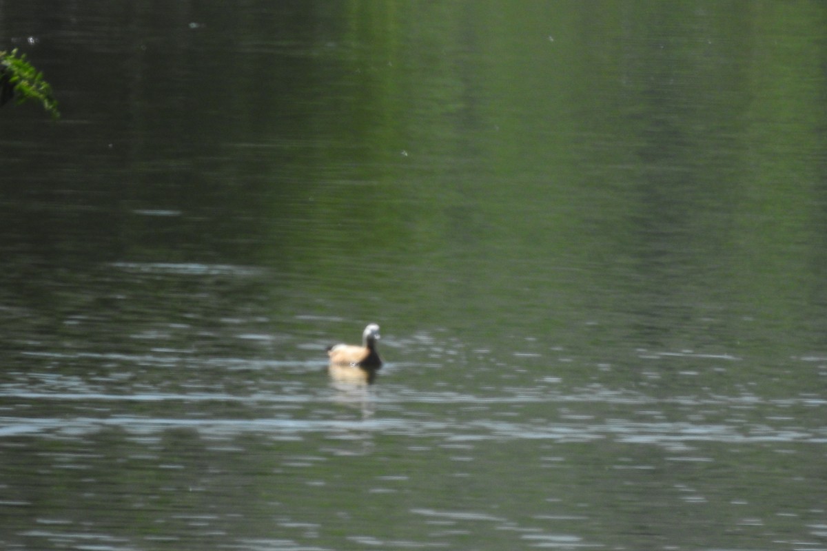 Ruddy Shelduck - ML583845811