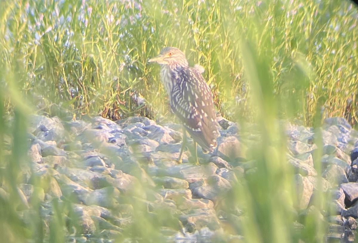 Black-crowned Night Heron - ML583846111