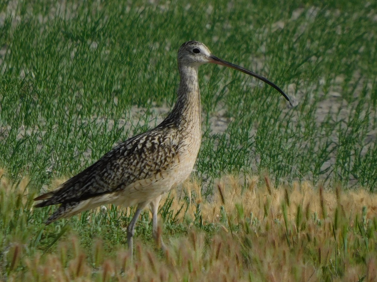 Long-billed Curlew - ML583846281