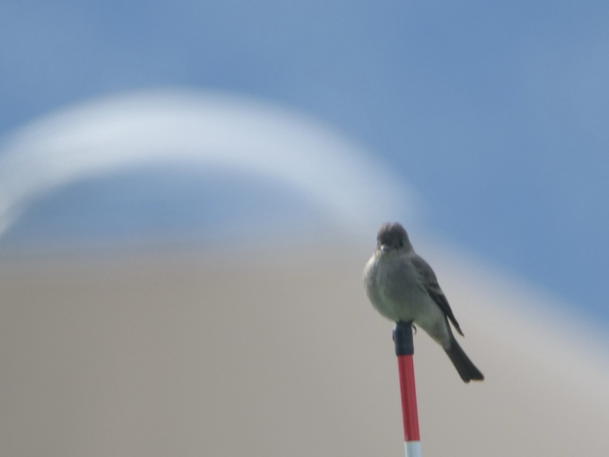 Western Wood-Pewee - ML583846351