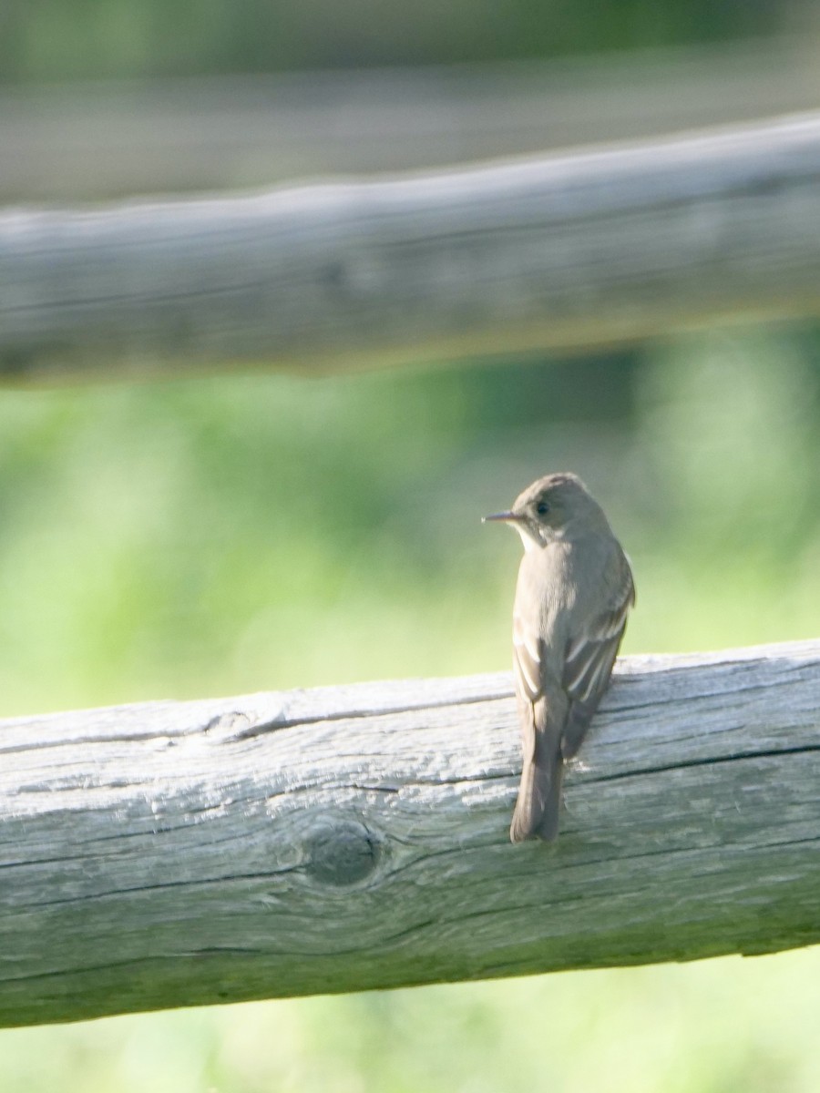 Western Wood-Pewee - ML583846371