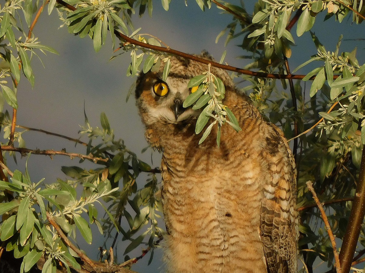 Great Horned Owl - ML583846471
