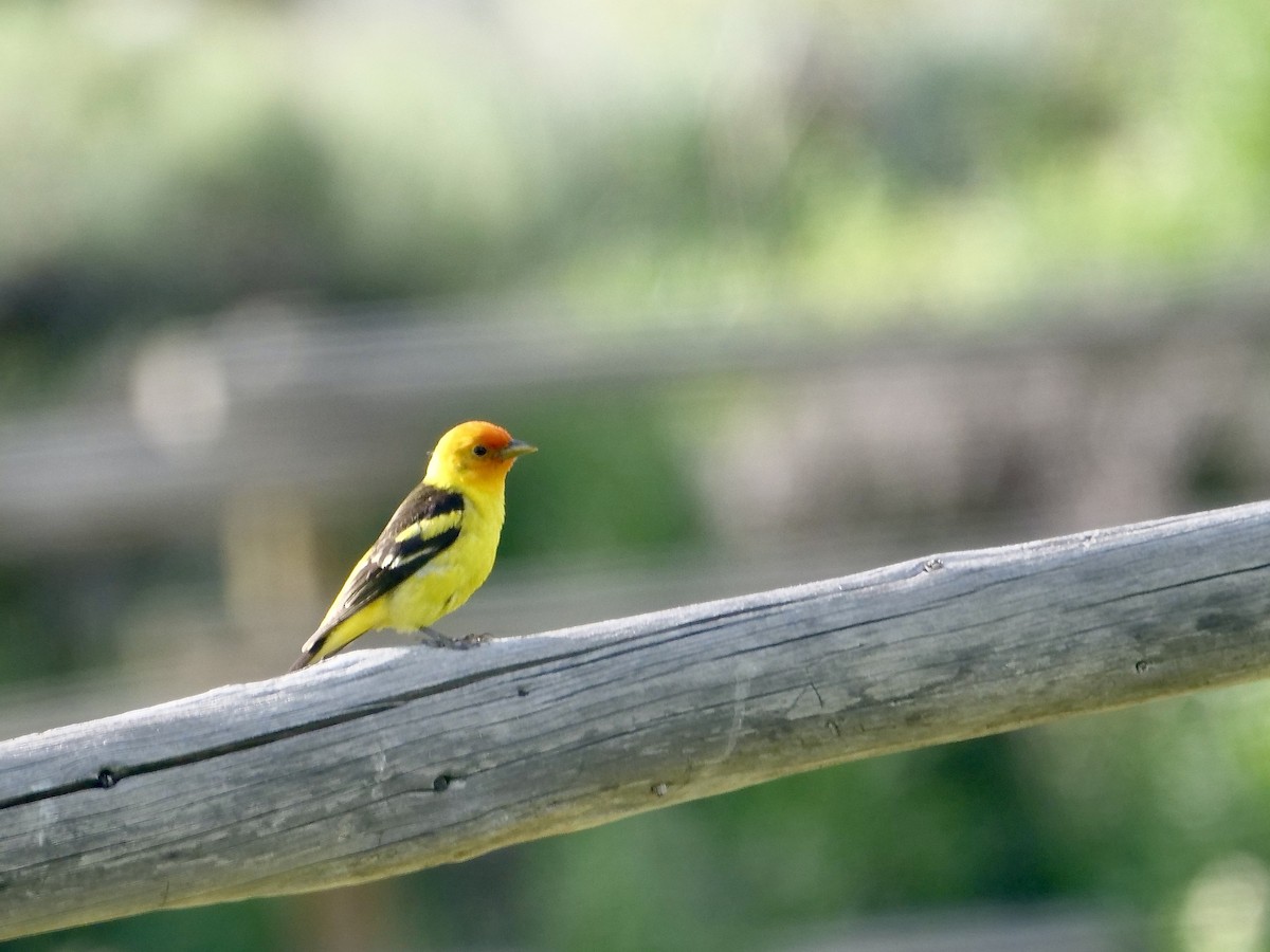 Western Tanager - ML583846501