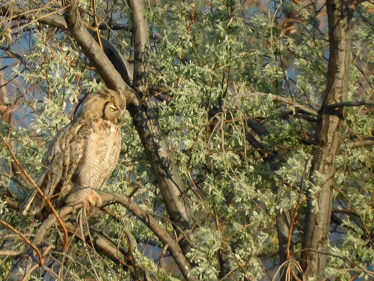 Great Horned Owl - ML583846521