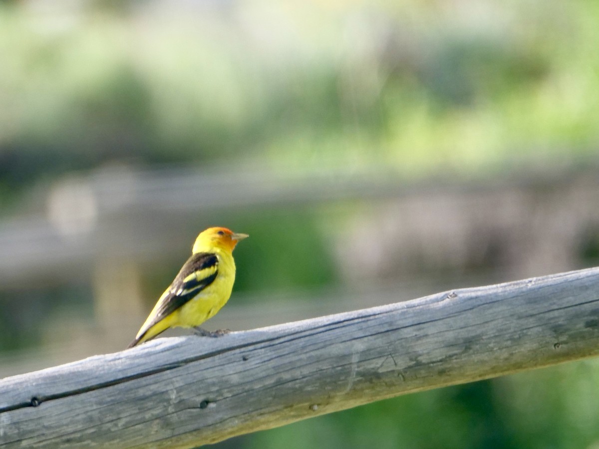 Western Tanager - ML583846541