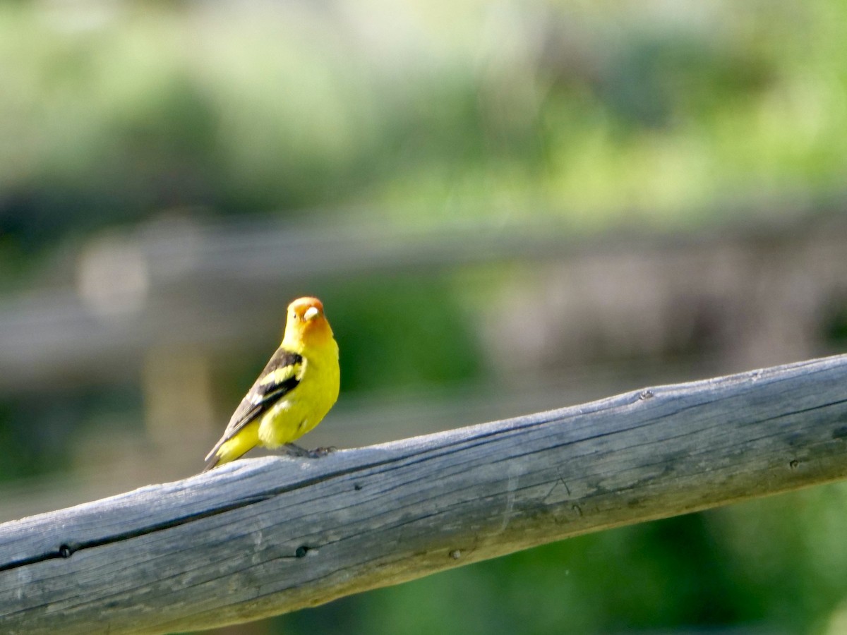 Western Tanager - ML583846601