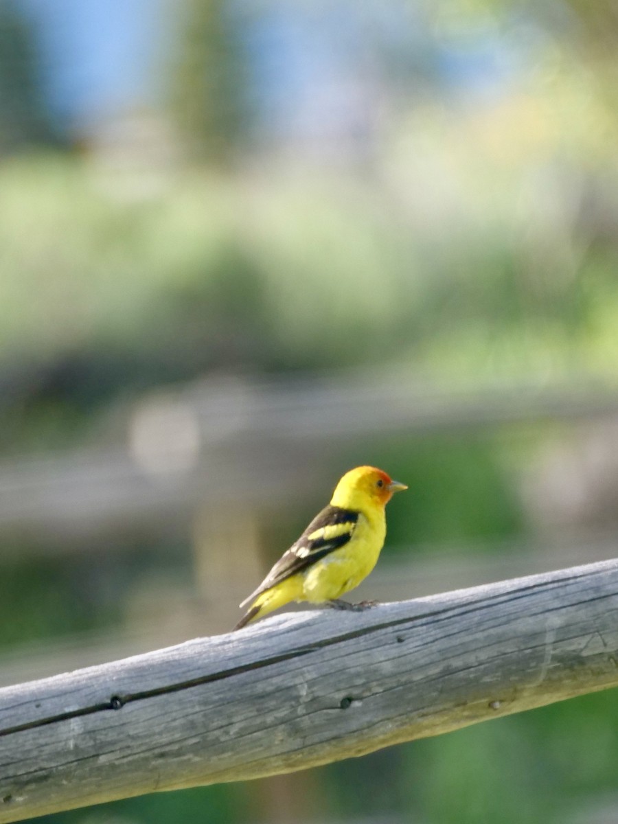 Western Tanager - ML583846631