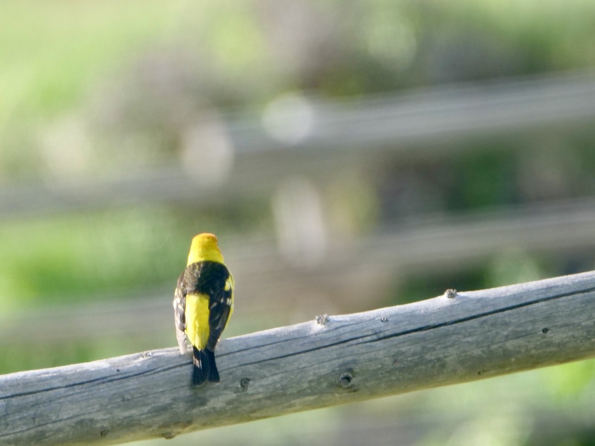 Western Tanager - ML583846691