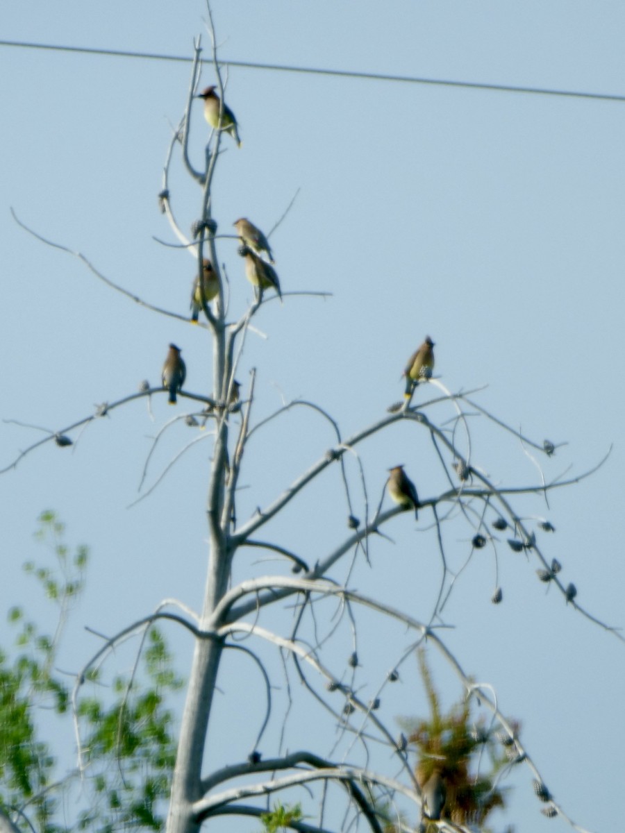 Cedar Waxwing - ML583847121