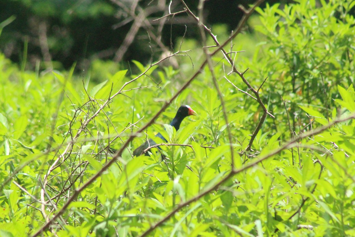 Purple Gallinule - Daniel de Jesus Garcia León