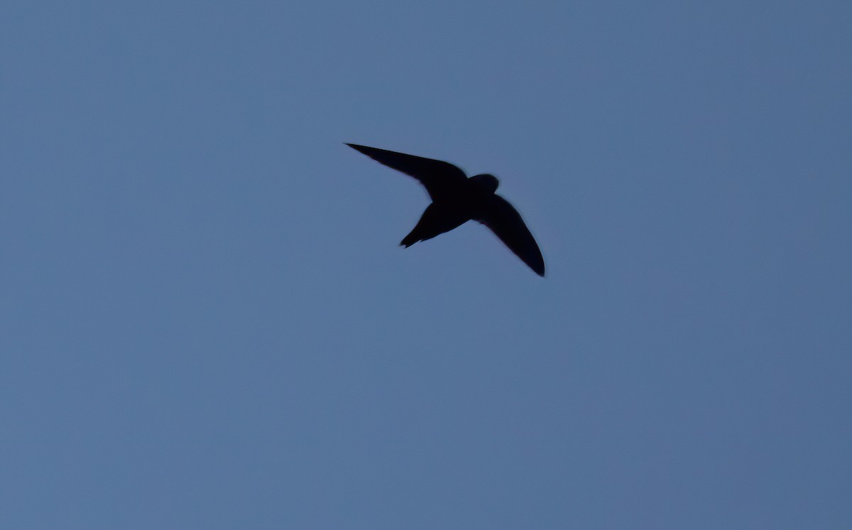 Black Swift - ML583849831