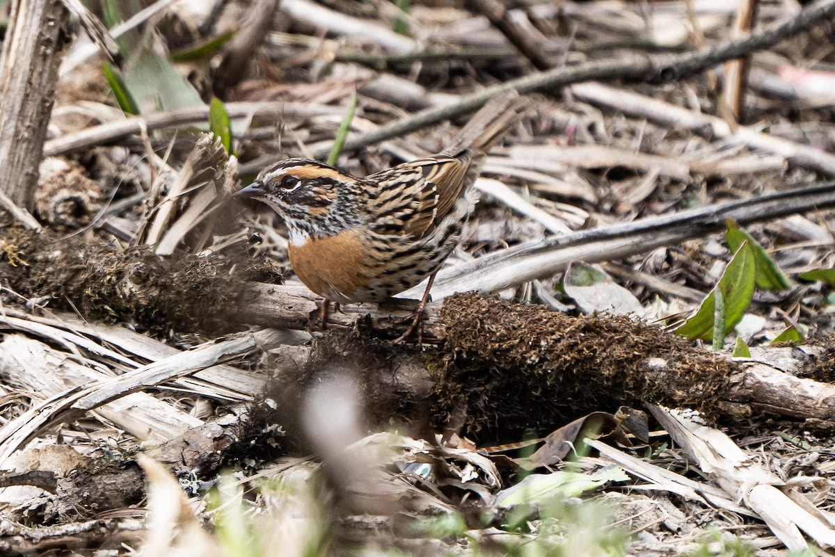 Spotted Laughingthrush - Anirban Kundu