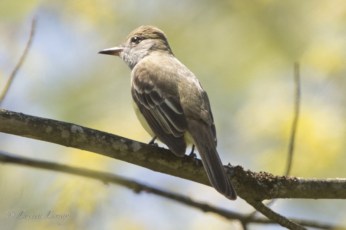 Great Crested Flycatcher - ML58385131